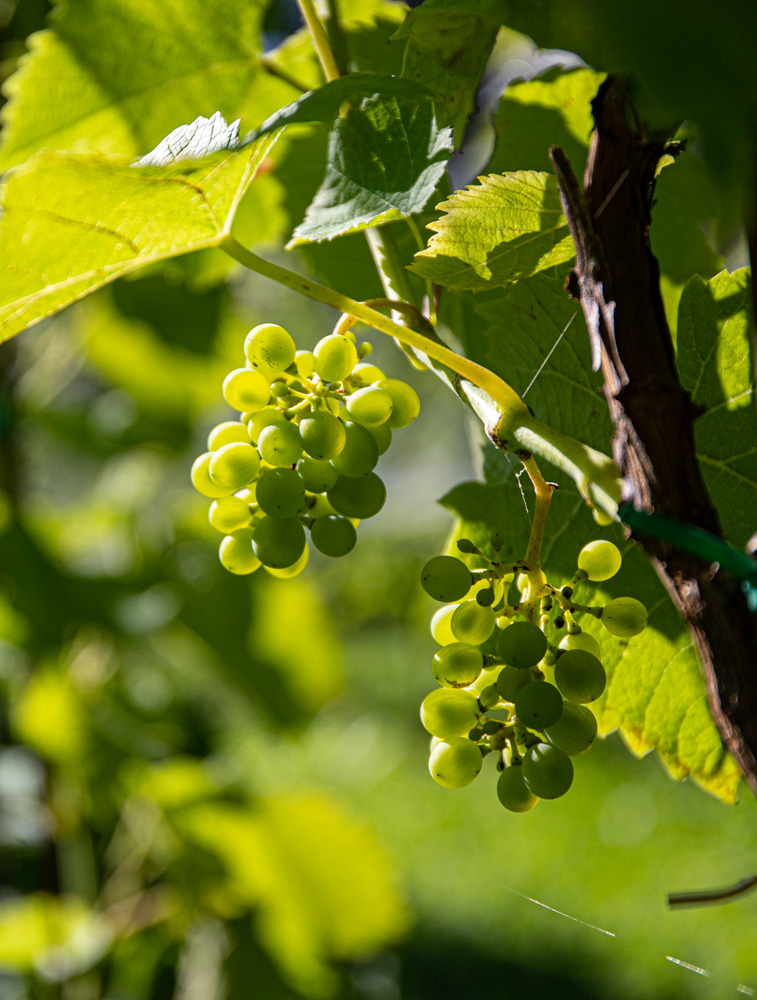 Agricoltura Biologica Bosc del Meneghì